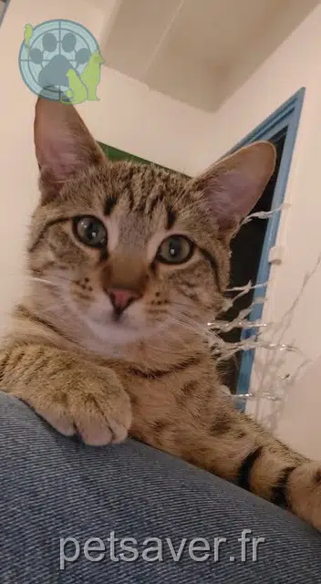 chat lost   89000 Auxerre Zeus