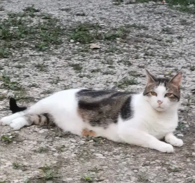 chat lost   89100 Sens Zorro