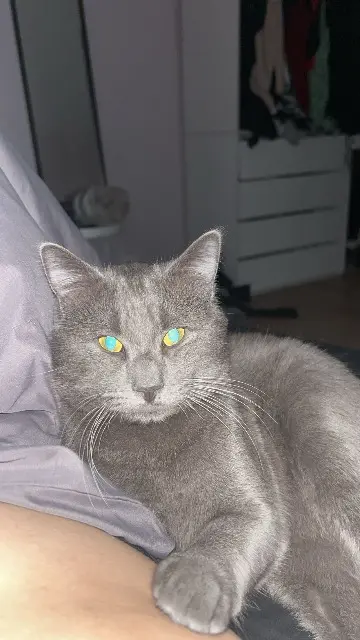 chat lost   89240 Escamps Zouzou