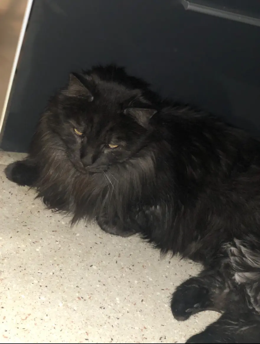 Chat Perdu 89 Yonne Chat Perdu 89 Yonne