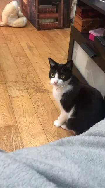 cat lost 90000 Belfort Anakin cat lost 90000 Belfort Anakin