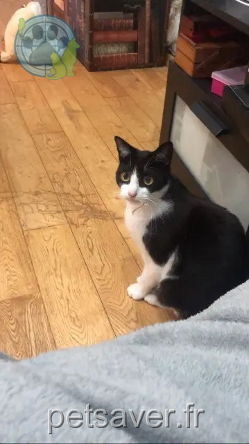 chat perdu 90000 Belfort Anakin chat lost 90000 Belfort Anakin
