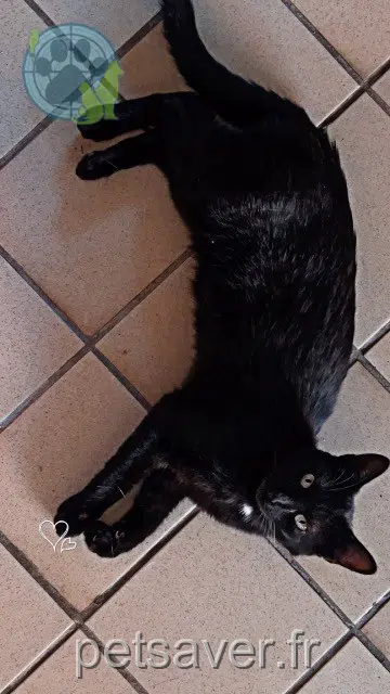 chat lost 90000 Belfort Edgard