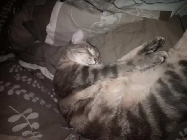 Kater vermisst 90160 Bessoncourt Dino Kater lost 90160 Bessoncourt Dino