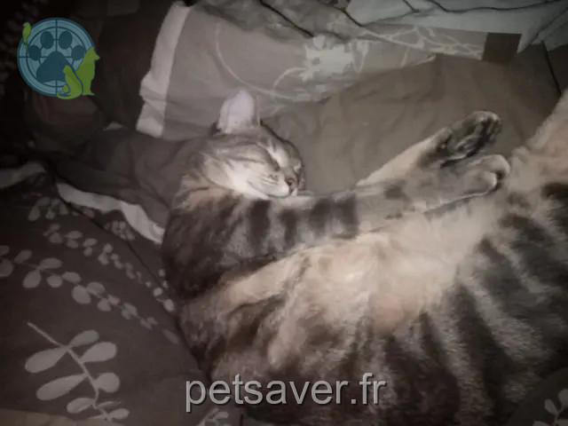 chat perdu 90160 Bessoncourt Dino chat lost 90160 Bessoncourt Dino