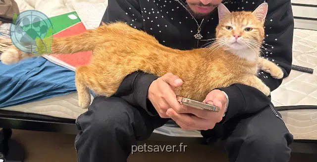 gatto lost   90000 Belfort Garfield