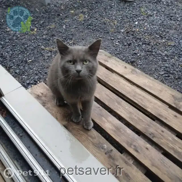 Kater lost   90000 Belfort Grigri