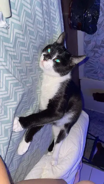 chat lost   90000 Belfort Guizmo