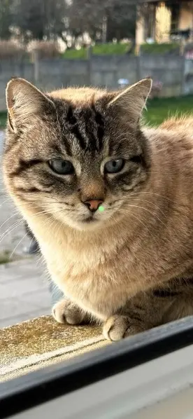 chat lost   90340 Chèvremont Guizmo