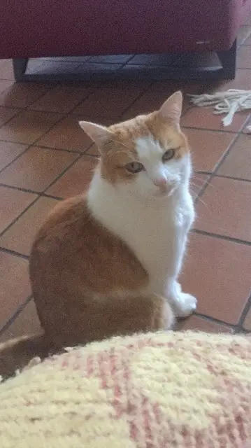 cat lost   90300 Lachapelle-sous-Chaux Gus