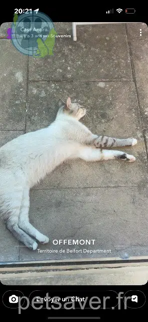 chat lost 90300 Offemont Iron