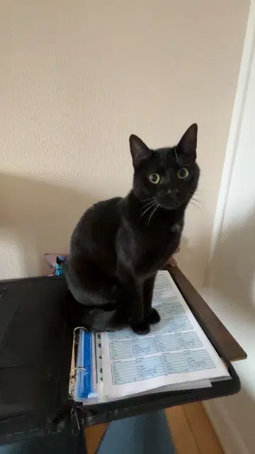 chat lost   90160 Pérouse Jiji