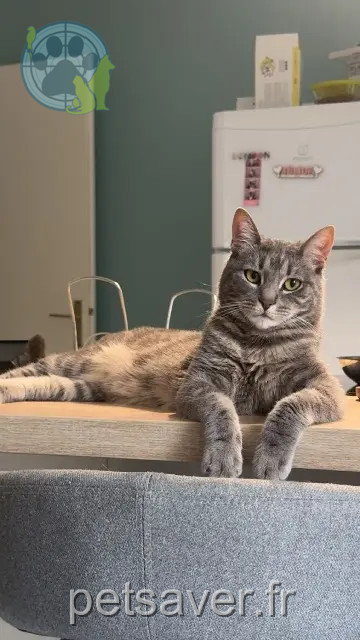 gato perdido 90340 Chèvremont Kaizou gato lost 90340 Chèvremont Kaizou