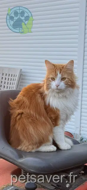 gato lost   90100 Chavanatte Link
