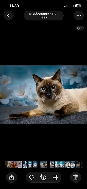 chat lost   90300 Valdoie Loki