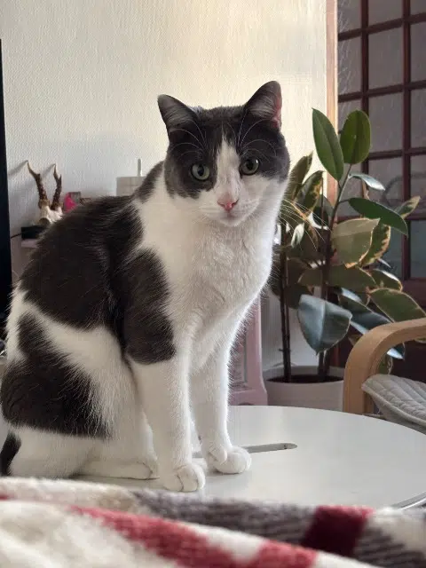 chat lost   90350 Évette-Salbert Merlin