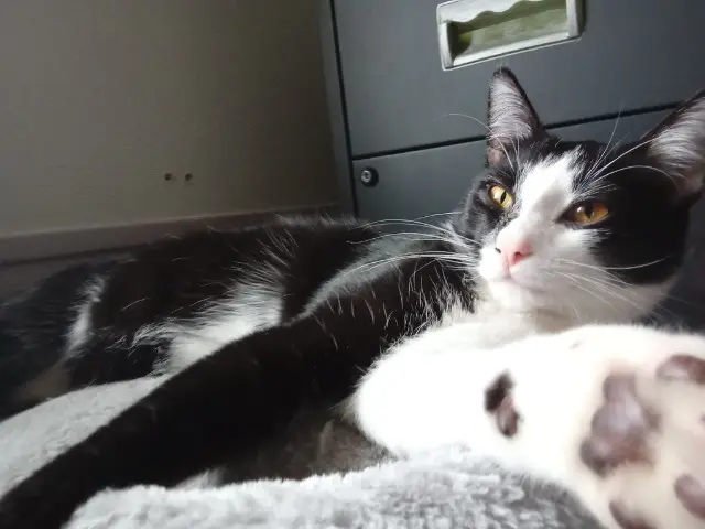 chat lost   90400 Meroux-Moval YODA
