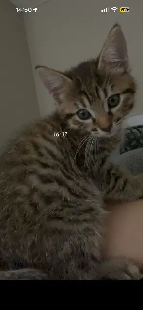 chat lost   90160 Pérouse Mimi