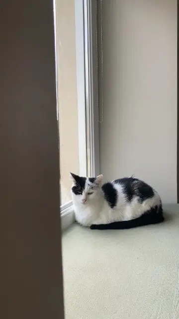 chat lost   90850 Essert Minoute