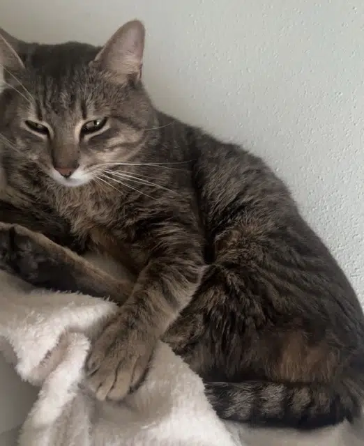 chat lost   90700 Châtenois-les-Forges Mowgli