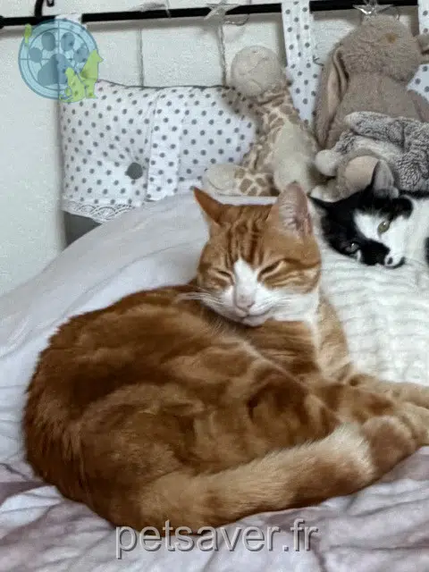 kater lost   90500 Montbouton Northon