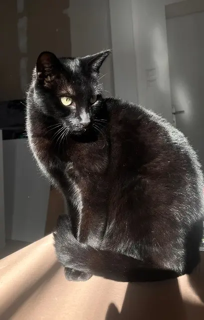 chat lost   90000 Belfort Pedro