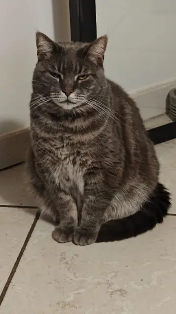 chat lost   90170 Anjoutey Pieqi