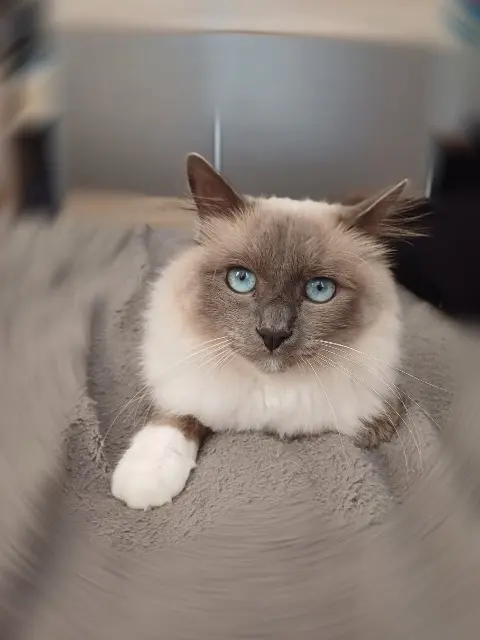 chat lost   90500 Beaucourt Sunny