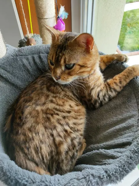 chat lost   90100 Chavannes-les-Grands TOM