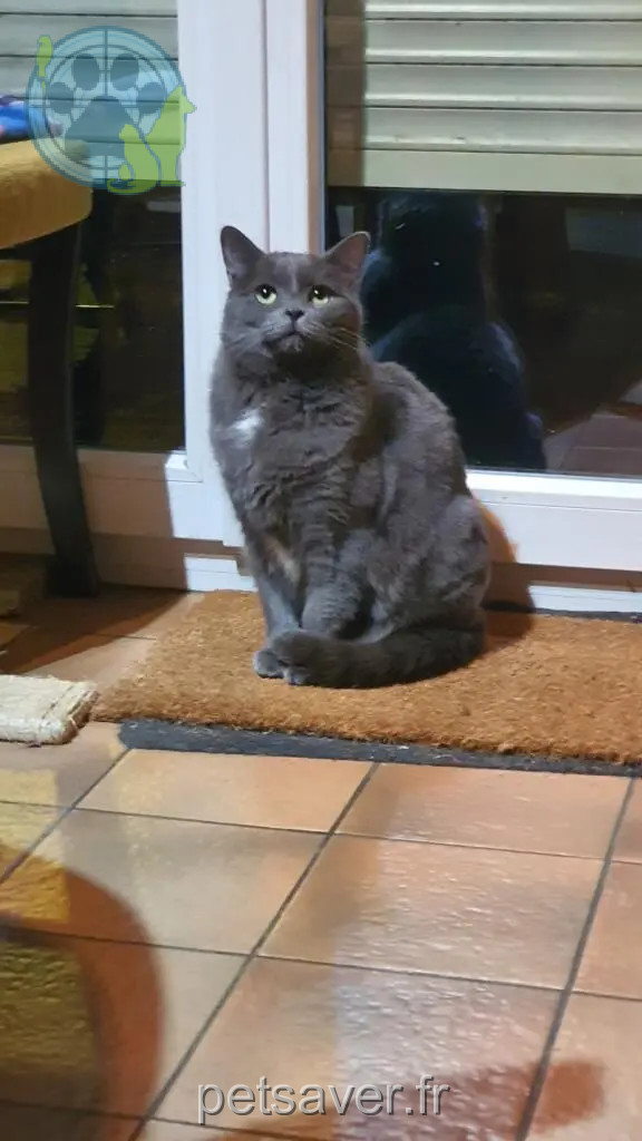 cat lost 4 Impasse du Muguet 90160 Bessoncourt Uchat cat lost 4 Impasse du Muguet 90160 Bessoncourt Uchat