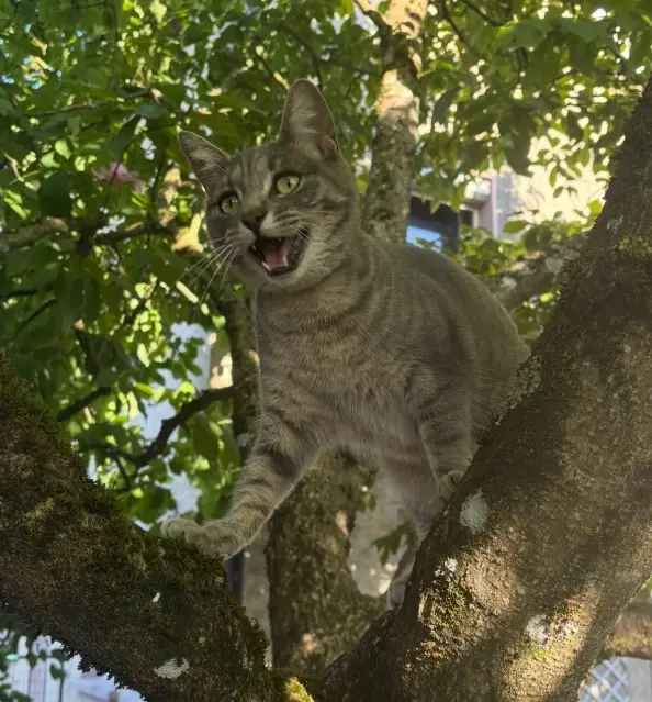 chat lost   90120 Morvillars Uno