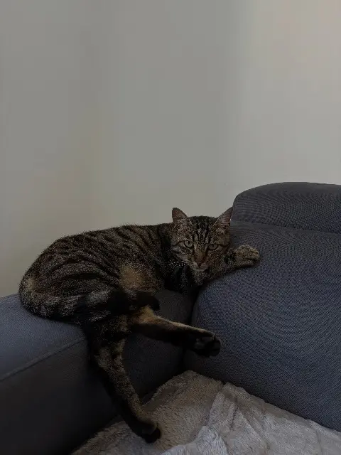 chat lost   90160 Pérouse Usko