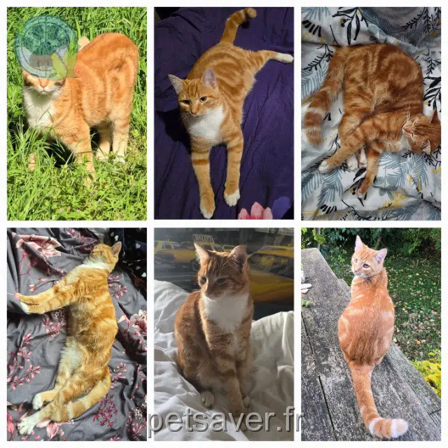 chat perdu 91610 Ballancourt-sur-Essonne Ace chat lost 91610 Ballancourt-sur-Essonne Ace