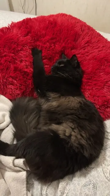 chat lost   91090 Lisses Aiko