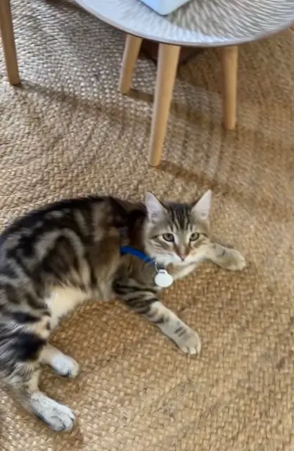 chat lost   91310 Montlhéry Aiko