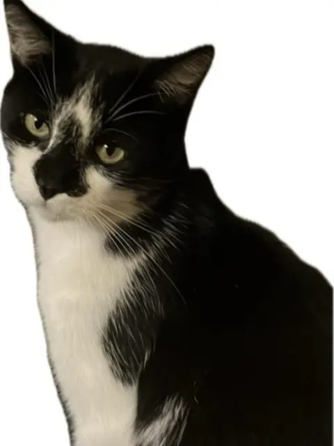 chat lost   91340 Ollainville Apollo