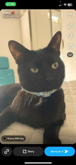 chat lost   91240 Saint-Michel-sur-Orge Aristote