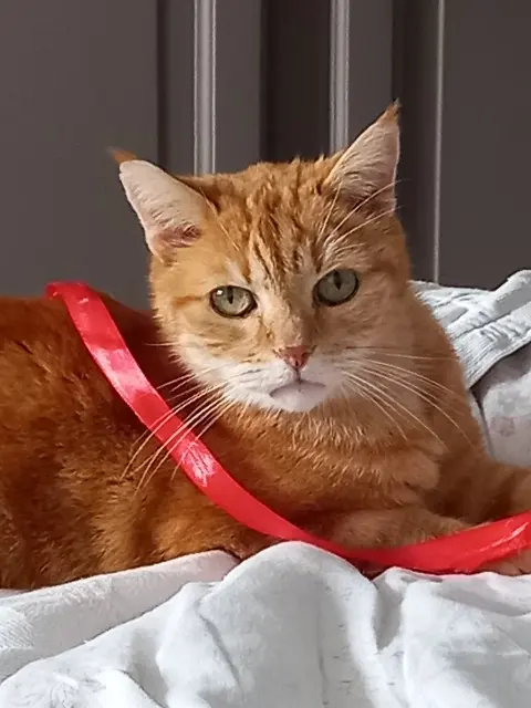 chat lost   91220 Brétigny-sur-Orge Aslan