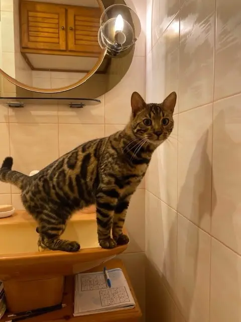 chat lost   91370 Verrières-le-Buisson Asland