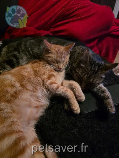 gatto lost   91390 Morsang-sur-Orge Astro