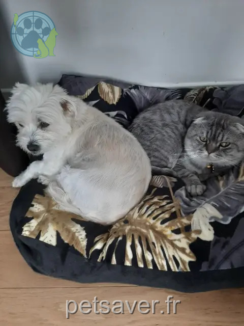 gato perdido 91610 Ballancourt-sur-Essonne Axi gato lost 91610 Ballancourt-sur-Essonne Axi