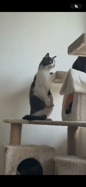 chat lost   91700 Sainte-Geneviève-des-Bois Azaël (Zaza)
