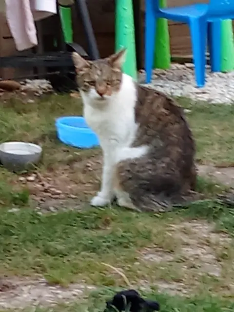 chat lost    Évry-Courcouronnes Azrel