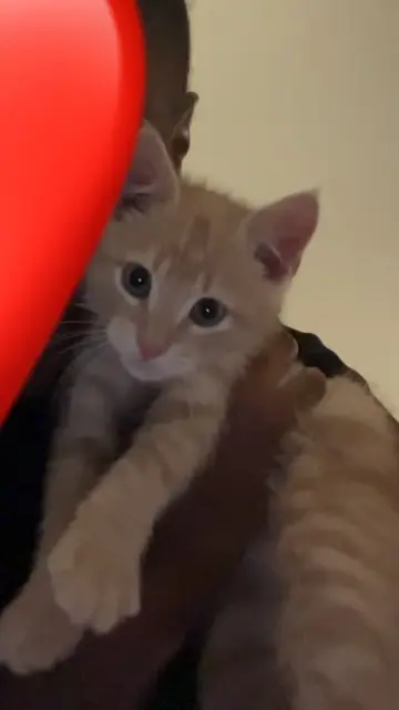 chat lost   91100 Corbeil-Essonnes Azur