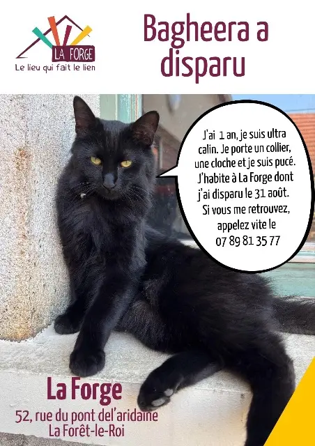 chat lost   91410 La Forêt-le-Roi Bagheera