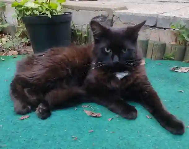 Chat Perdu 91 Essonne - Baghera Chat Perdu 91 Essonne - Baghera