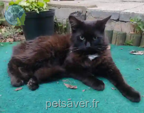 Chat Perdu 91 Essonne - Baghera Chat Perdu 91 Essonne - Baghera