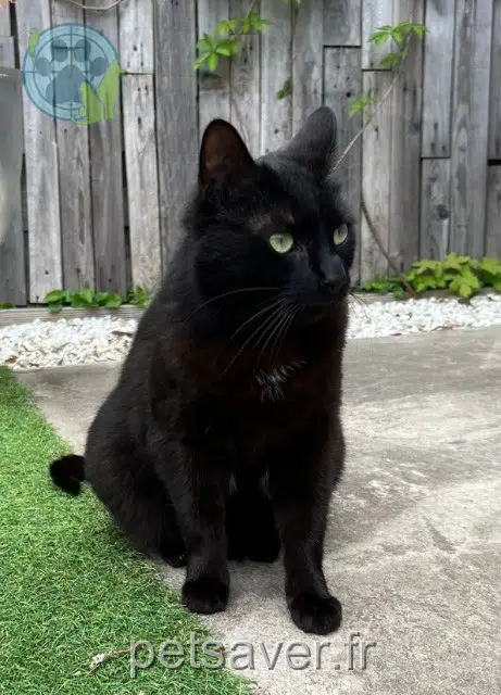 chat lost   91070 Bondoufle Baghera