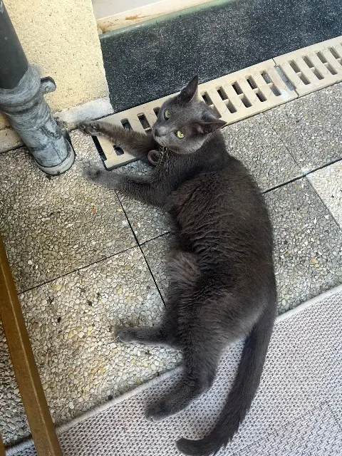 chat lost   91310 Montlhéry Bandit