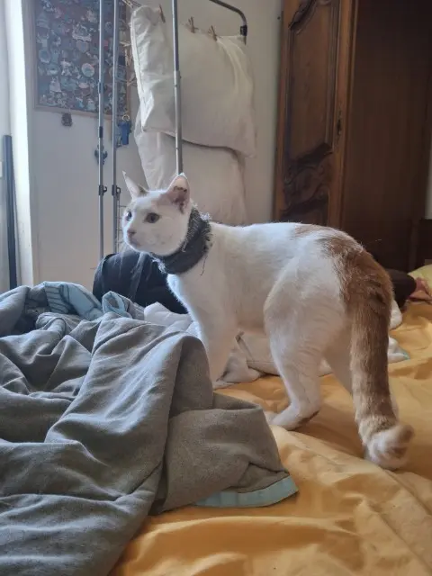 chat lost   91150 Étampes Batman